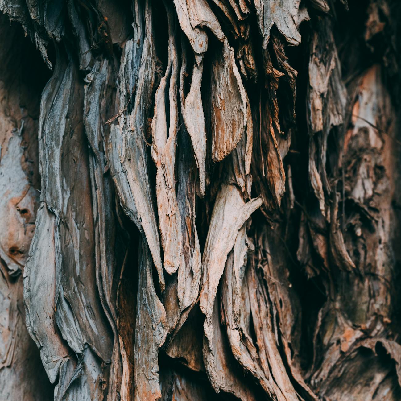 Floresta amazônica resinosa - terroir de origem de Copaíba Amazonia