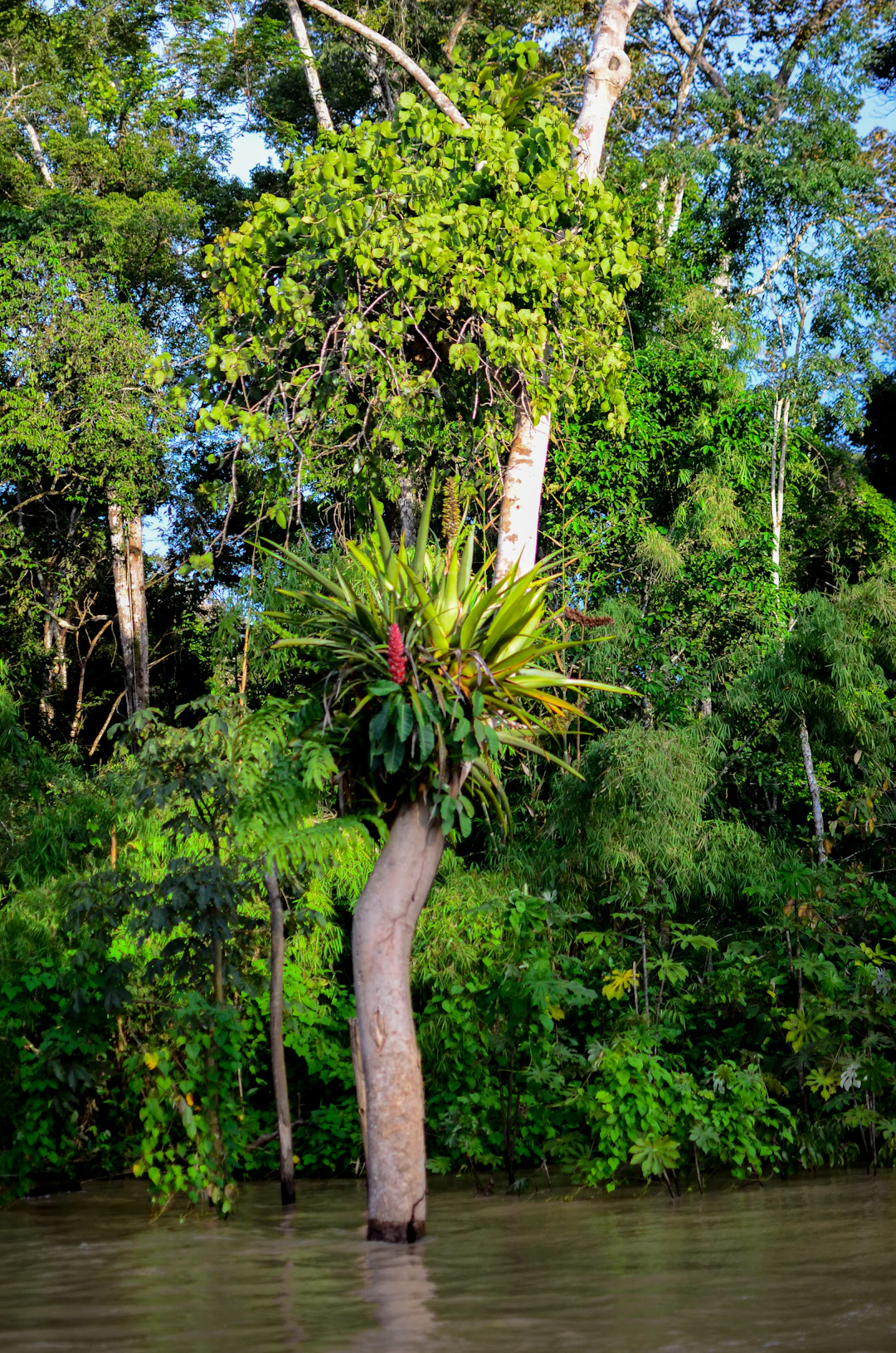 Floresta amazônica de várzea e terra firme - terroir de origem de Andiroba Amazonia