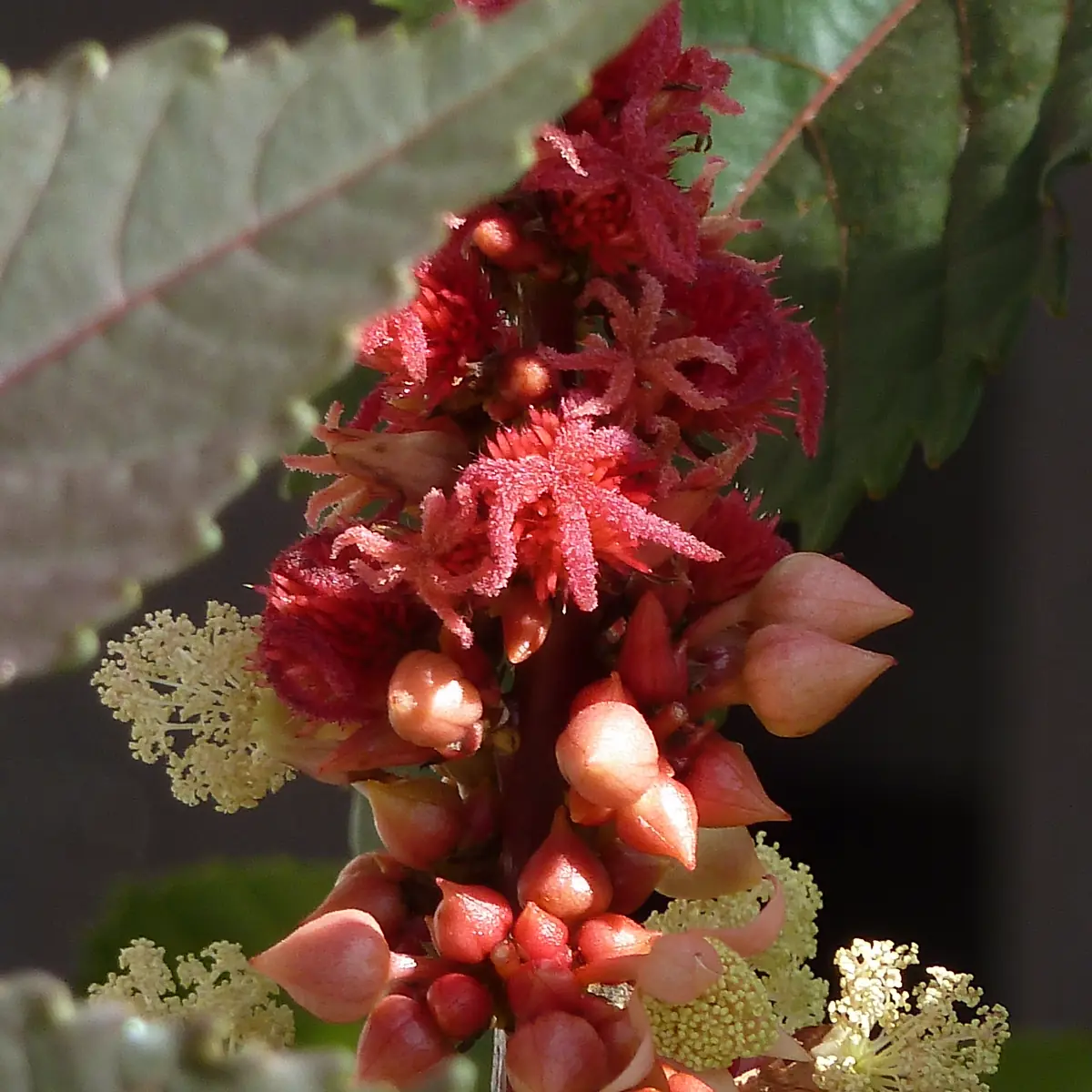 Cultivo de rícino em zona quente/seca - terroir de origem de Rícino Essential