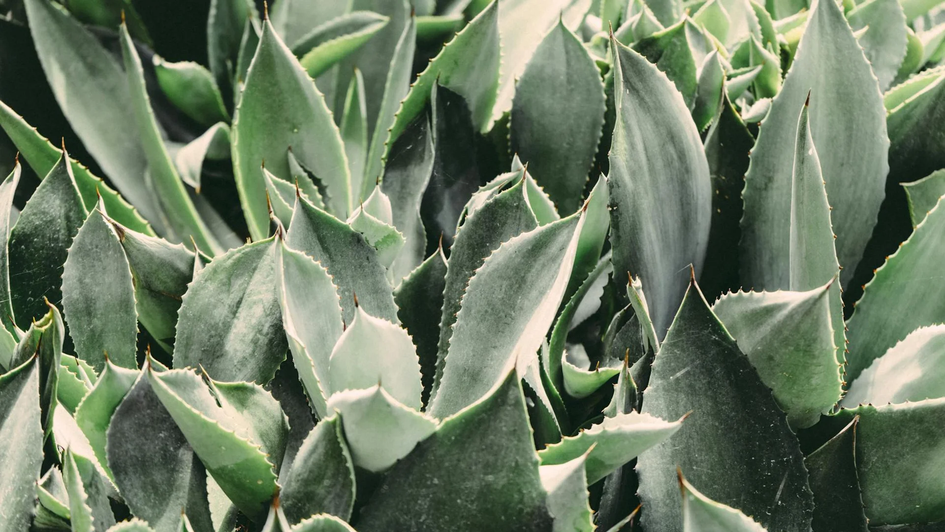 Óleos vegetais — composição e textura, não promessa.