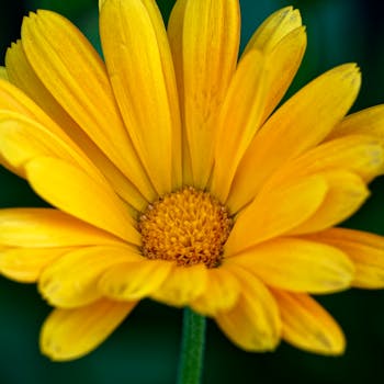 Cultivo temperado de calêndula - terroir de origem de Marigold Essential